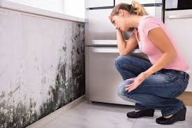 Professional Mold Removal Services in Menands, NY